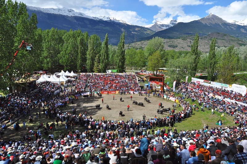 Swiss Cow Fighting (Combat de Reines)