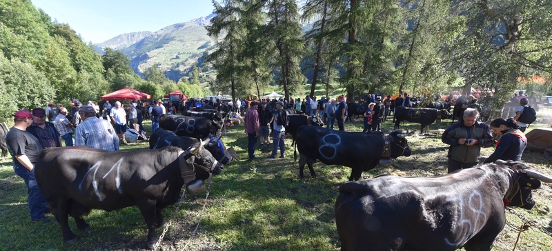 Swiss Cow Fighting (Combat de Reines)
