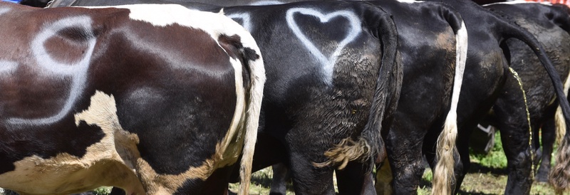 Swiss Cow Fighting (Combat de Reines)