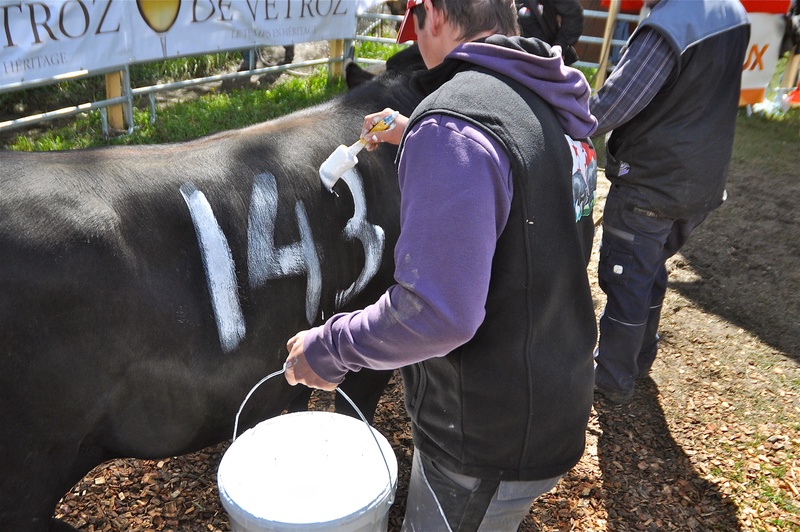 Swiss Cow Fighting (Combat de Reines)