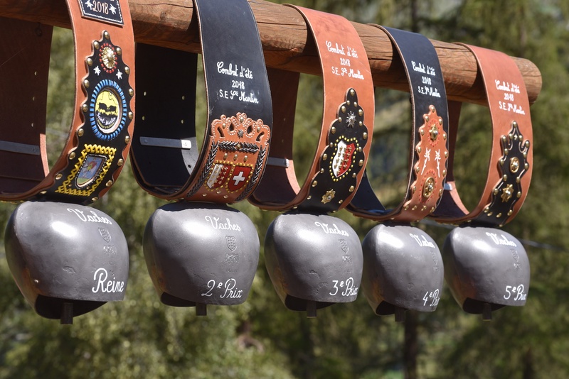 Swiss Cow Fighting (Combat de Reines)