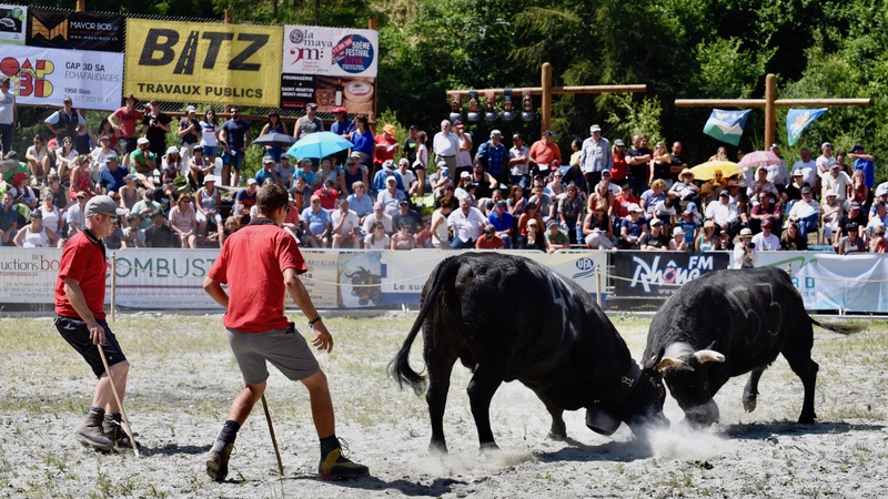 Swiss Cow Fighting (Combat de Reines)