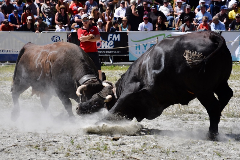 Swiss Cow Fighting (Combat de Reines)