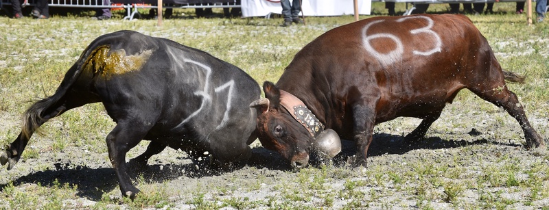 Swiss Cow Fighting (Combat de Reines)