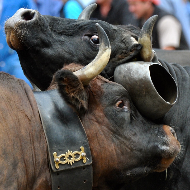 Swiss Cow Fighting (Combat de Reines)