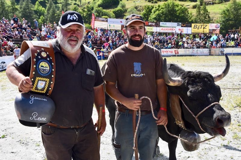 Swiss Cow Fighting (Combat de Reines)