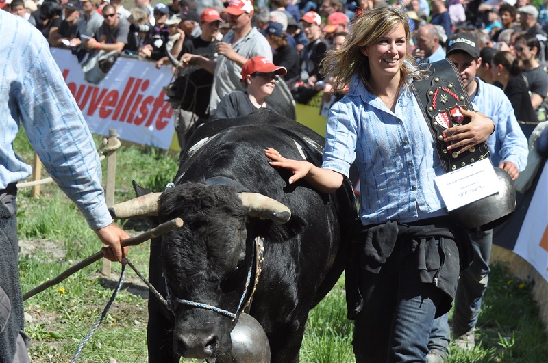 Swiss Cow Fighting (Combat de Reines)