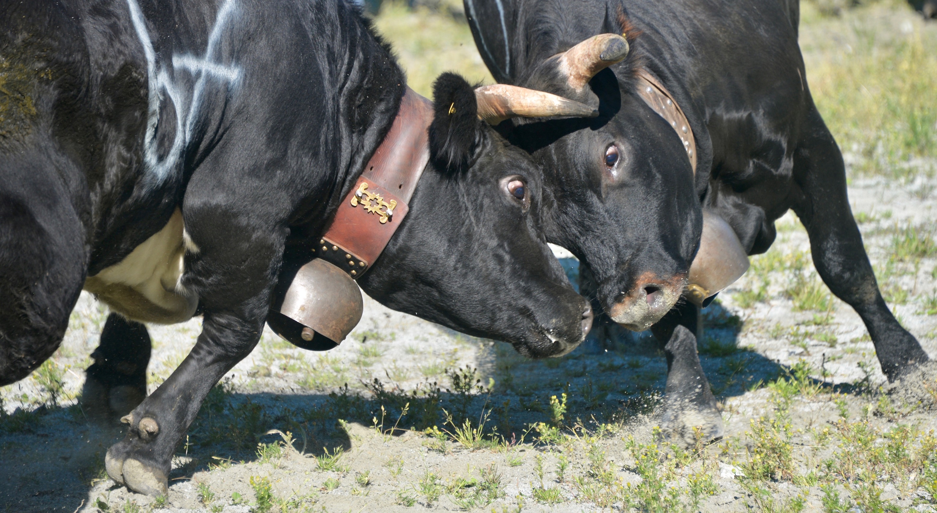 Swiss Cow Fighting (Combat de Reines)