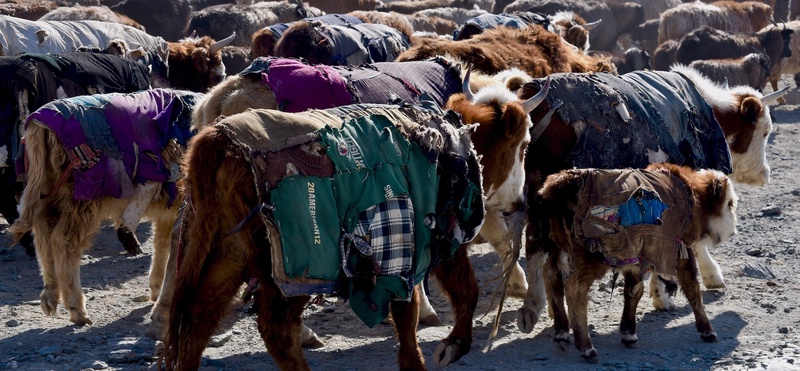 Western Mongolia: Migration of the Kazakhs
