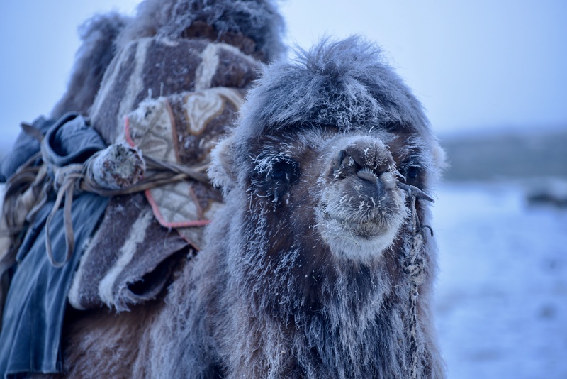 Western Mongolia: Migration of the Kazakhs
