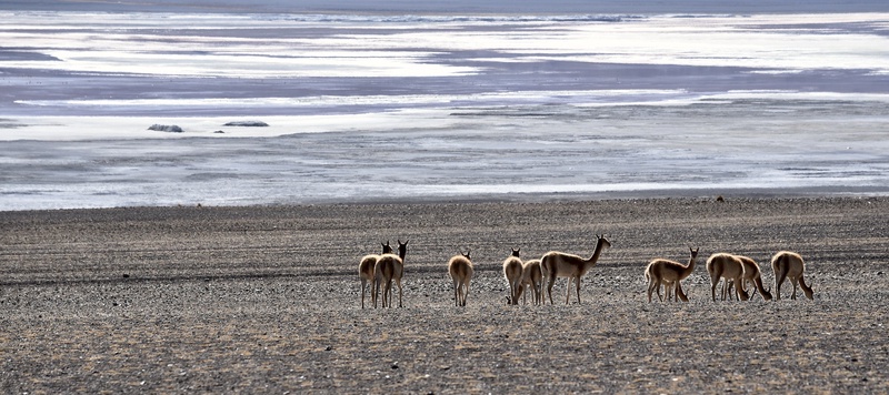 Atacama & Altiplano